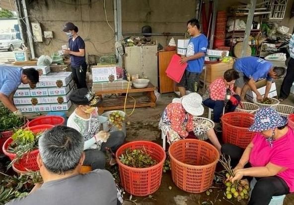 母親節前夕！玉荷包量少1公斤飆700元　恆春警防宵小啟動「護荔專案」