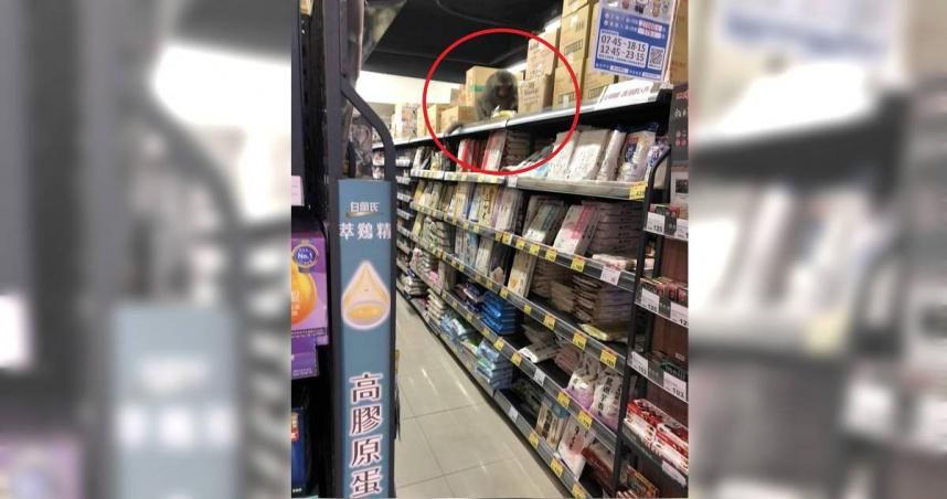 柴山來的！獼猴逛大街吹冷氣　網友笑稱工讀生「請吱援收銀」