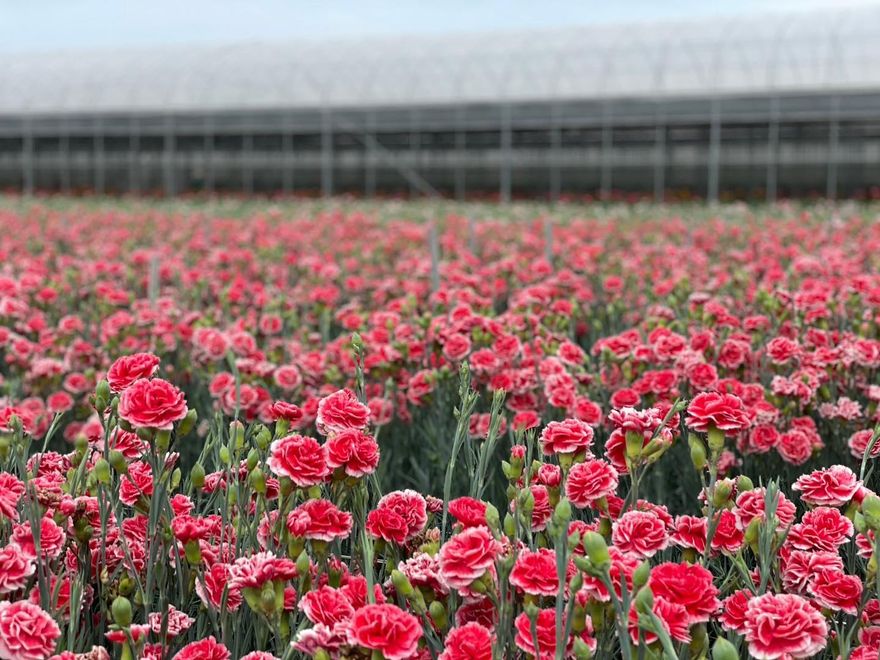 母親節賞花趣／5月彰化花田爭奇鬥豔　打卡全台最大康乃馨產區