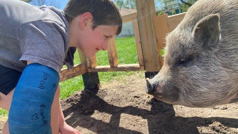 寵物豬遭鄰居舉報被迫「人豬分離」　9歲小主人心碎哭求協助