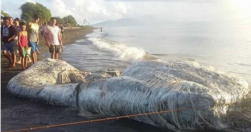 影/不像鯨魚像海怪！神秘巨屍擱淺海灘　漁民憂心恐「厄運降臨」