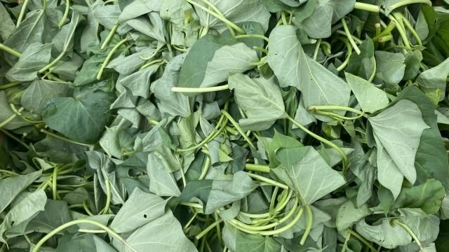 地瓜葉不是「地瓜的葉子」？真實身世曝光　醫揭4大好處