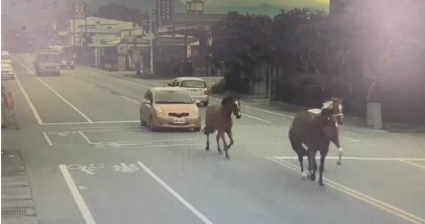 架！架！花蓮「3匹馬」大馬路快樂狂奔　民宿飼主接罰單