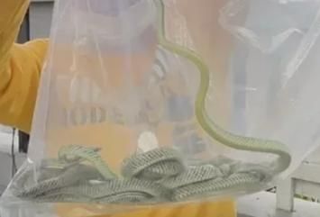 不敬惹禍？他家門外蛇神像倒地1個月沒扶起來　竟接連被19條蛇子蛇孫「入厝」