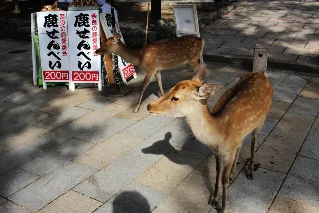 日本驚傳全球首例OZ病毒死亡案例！羅一鈞：預防噴防蚊液有效殺死「蜱蟲」
