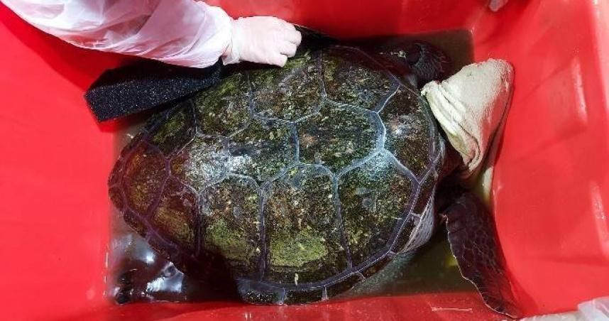 貢寮水產工廠偷養綠蠵龜「全身長青苔」 　飼主可重罰百萬