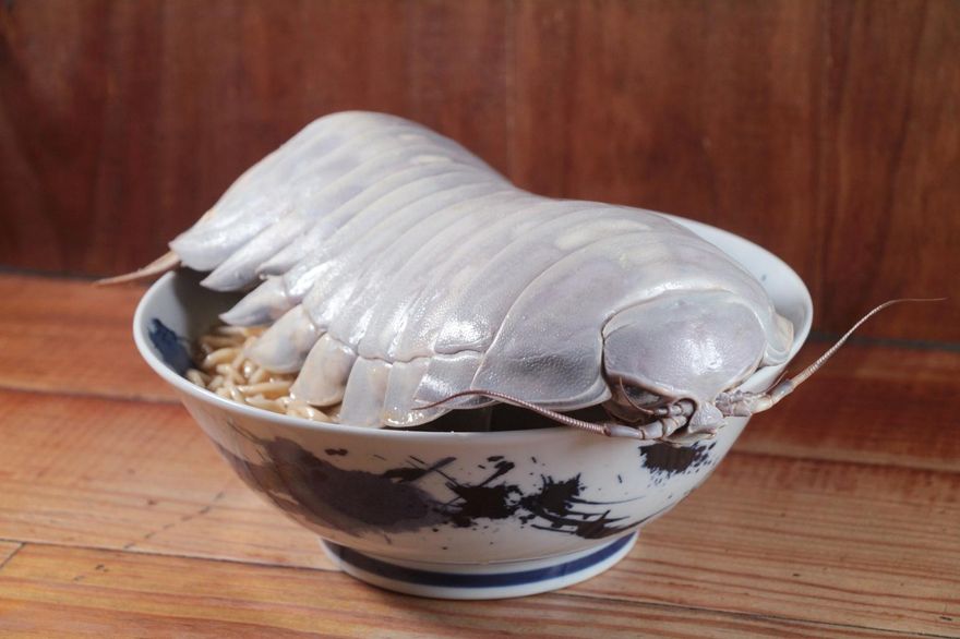整隻趴碗上！「拉麵公子」推夢幻食材「大王具足蟲」　每碗要價破千僅限這類人吃的到
