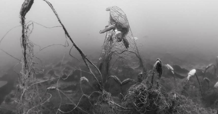 驚悚畫面曝！廢棄網上滿滿死魚和保育龜　動團籲刺網退出3海浬