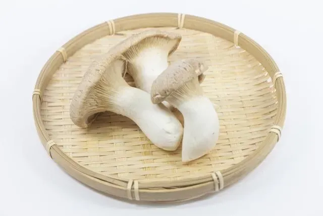 杏鮑菇好處多！農糧署授「1做法」吃起來像干貝