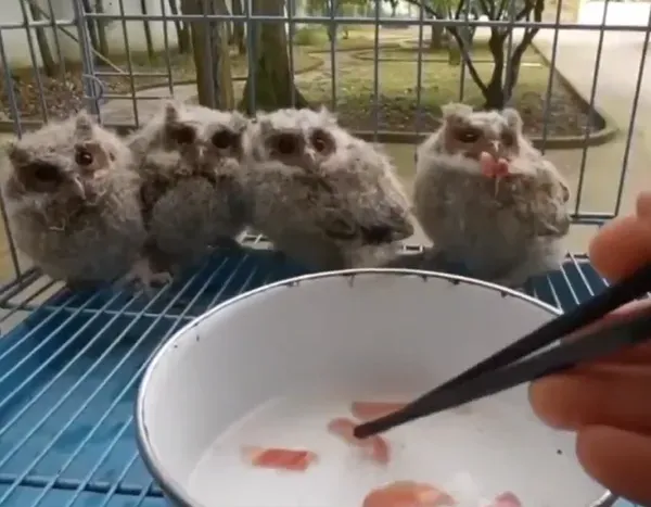影/清抽油煙機驚見4隻「貓頭鷹臉」雛鳥　專家一看：國家級保護動物
