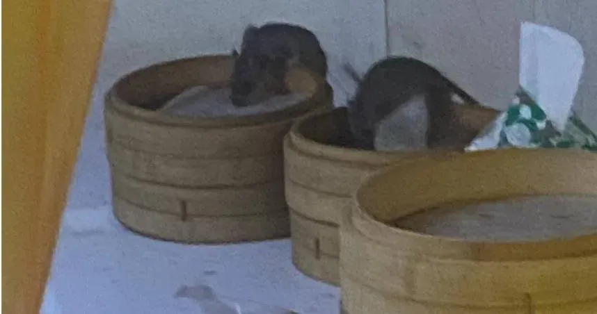 吃到一半直擊「料理鼠王」洗蒸籠　網：那是工讀生