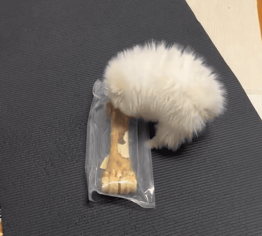 影/天兵飼主買磨牙棒「忘看尺寸」　毛孩喜提「巨型打狗棒」能看不能吃
