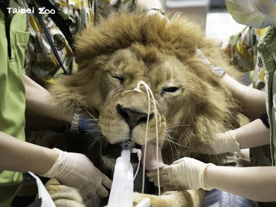 夢幻職業超危險！黑猩猩「拔麻醉針頭丟」獸醫…不求高薪只盼野生動物健康　工作秘辛一次揭