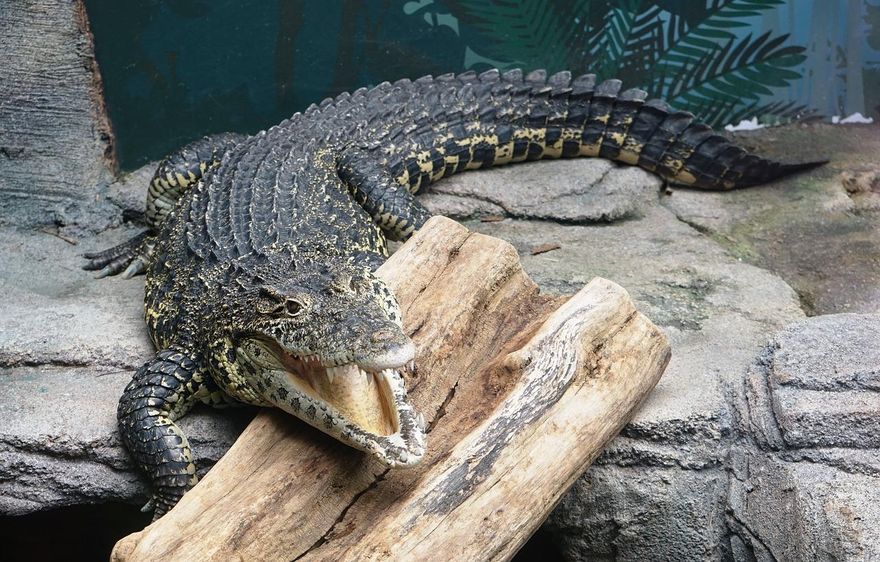悚！美捕獲鱷魚肚內驚現「人體殘骸」　疑為失蹤男童慘被吃下肚