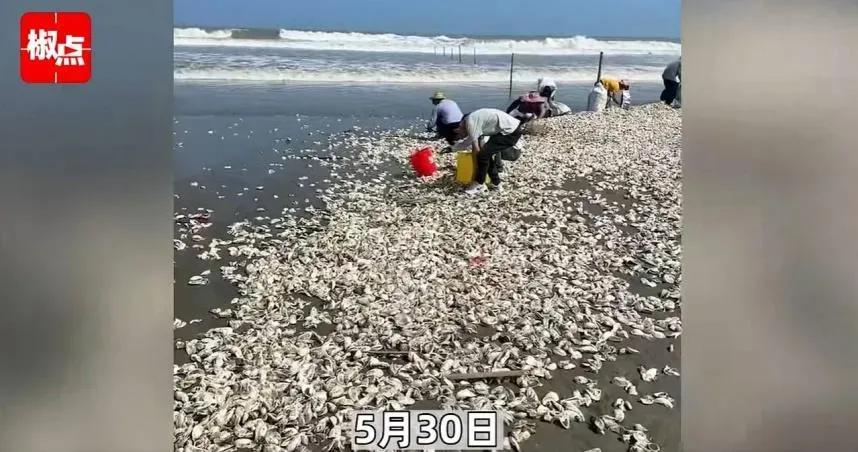 沙灘冒大量生蠔！民眾「帶桶狂撿」回家大啖恐慘了　當局1原因籲：別吃