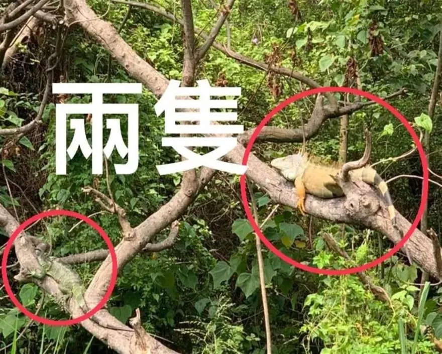 台南農民一時心軟放過「綠鬣蜥寶寶」　芒果園2年變成「侏儸紀公園」