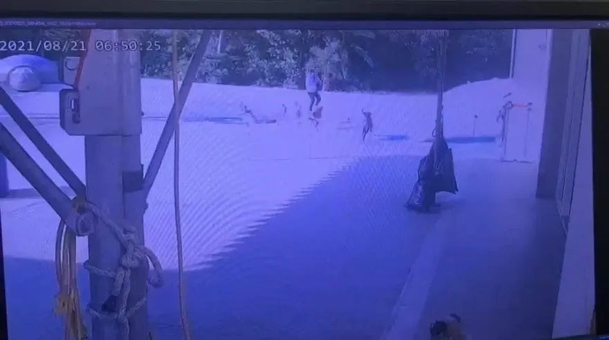 新竹婦晨運遭狗追摔死判國賠！新竹市府撤回上訴　高虹安：要考量人民感受