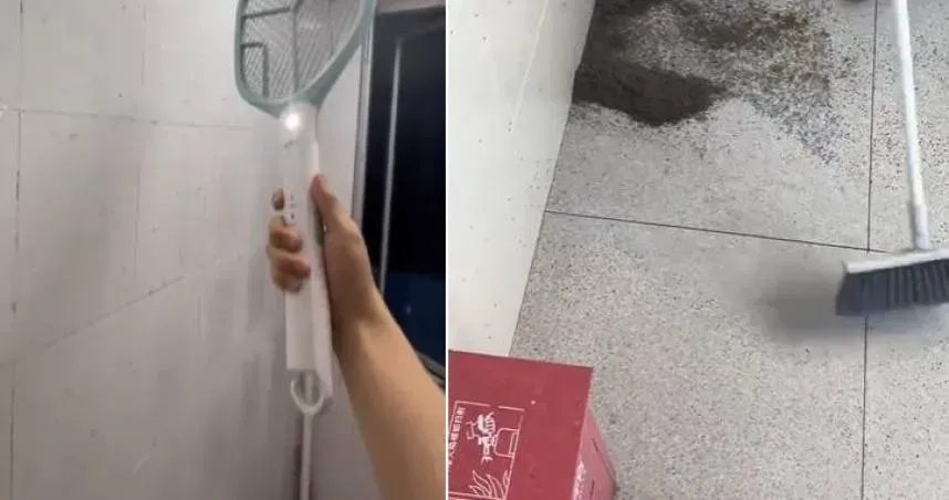 蚊子大軍侵門踏戶！男子不忍了「啪啪啪」　屍體成堆…網毛炸：看到背脊發涼