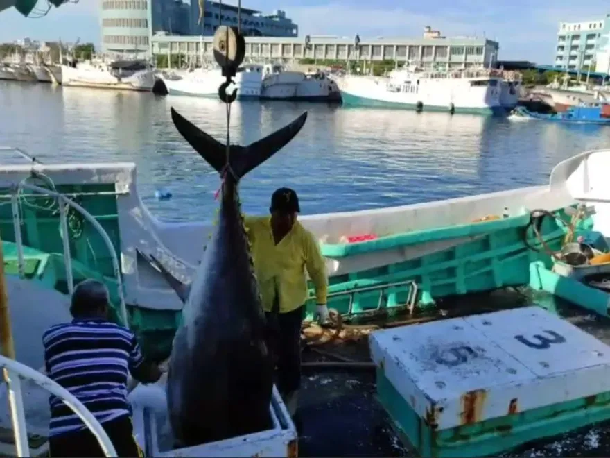影/黑鮪魚大豐收！東港漁船「鮪魚堆滿滿」　壯觀畫面曝光
