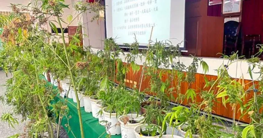 嘉義毒蟲落網...警意外搜出「蘭花園」！父子種大麻自產自銷遭逮