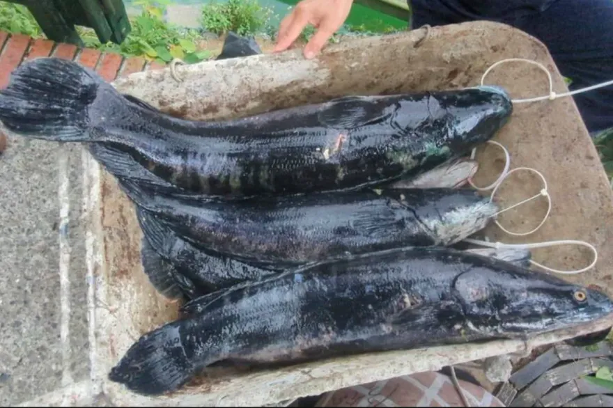 日月潭「湖中惡霸」魚虎繁殖季降臨！捕10條驚見2抱卵