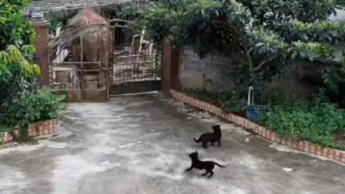 影/餓壞了？雲南大象撞破鐵門闖民宅　玉米飯菜一掃而空…小黑狗嚇壞