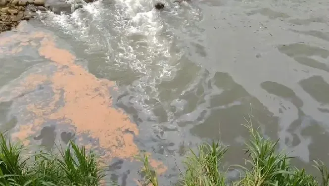 影/關西牛欄河爆惡臭！土色漂浮物、魚群暴斃　上游工廠廢液桶空了