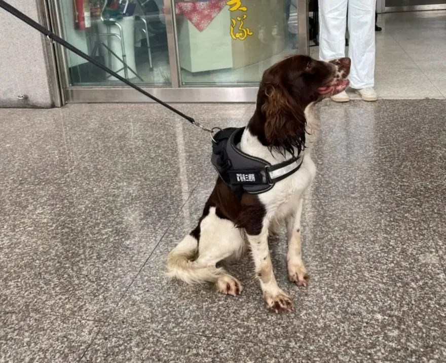 影/聞到你了！「超萌警犬」抓到毒販躲在透天厝夾縫　今晚賞肉肉
