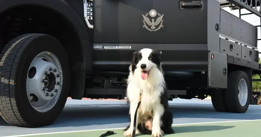退休享清福了~新北5警犬退役「133人瘋搶」　僅4人有資格帶「小英雄」回家
