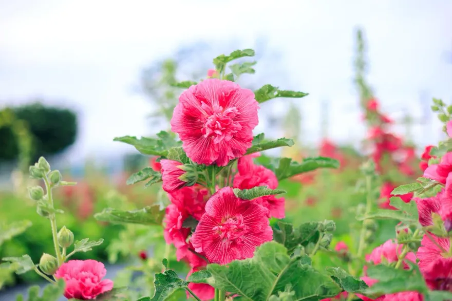 來看「一丈紅」本尊！士林河雙21河濱公園一覽「蜀葵之森」　繽紛花海超好拍