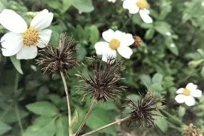 鬼針草冤魂1/女會計遭勒斃焚屍　鬼針草神奇附衣讓兇嫌現形