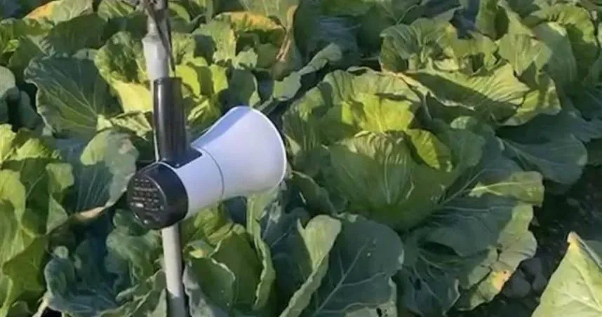 猴子闖菜園「白吃白喝」　菜農用大聲公：你已違反刑法