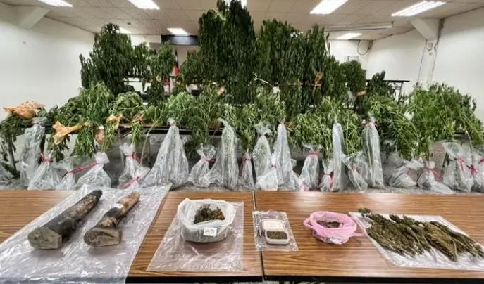 泰籍夫妻在台南種千萬「大麻農場」　警攻堅驚見「樹長到4米高」