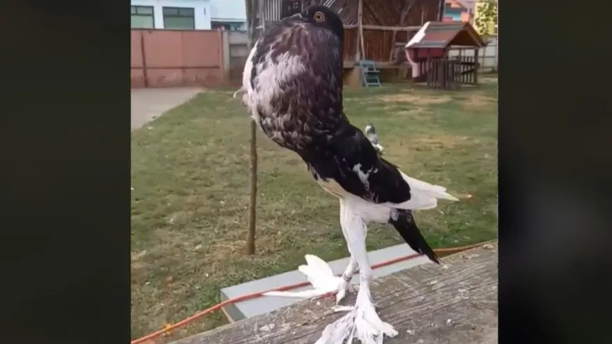 影/進化了？鴿子挺「超巨胸肌＋白嫩大長腿」飼主透露：這是鴿子界名模