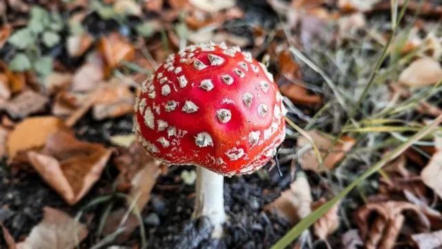 誤食「最惹事毒菇」綠褶菇　花蓮6民眾嘔吐、腹痛就醫