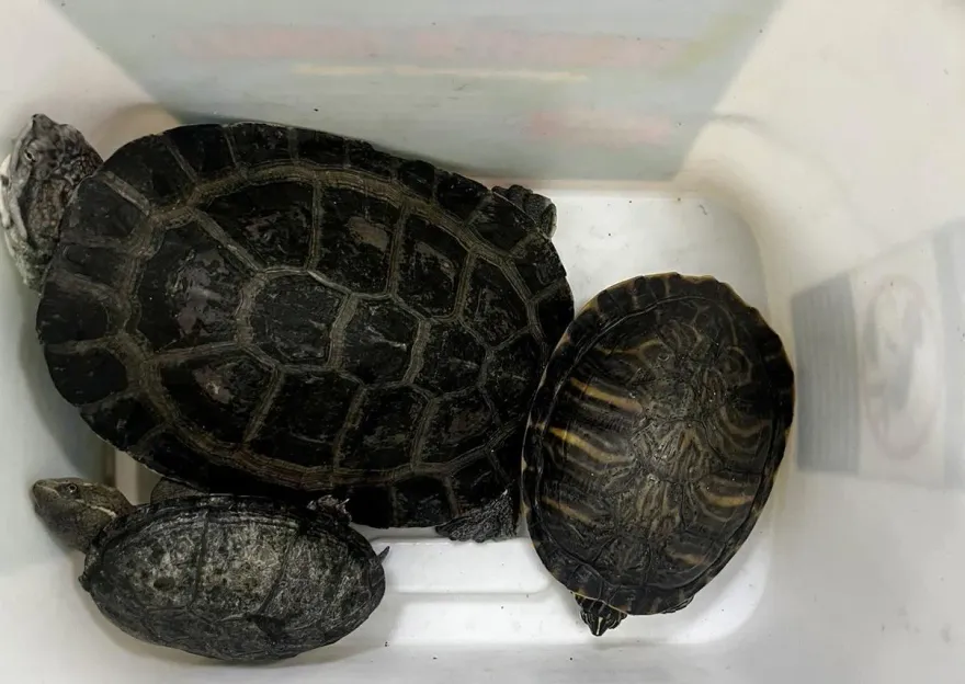 烏龜好可愛！新北男半夜鄰居摸走3寵物龜　飼主扮柯南逮到他