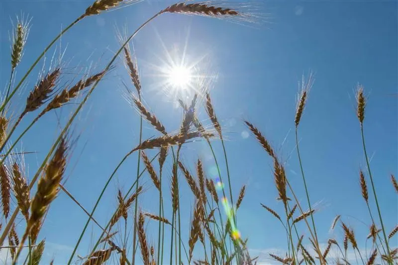 夏至不是最熱的一天！中醫揭夏至養生3招：吃「紅色食物」護心臟