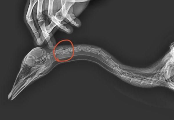 影/風景區「網紅斑頭雁」遭踹斷頸椎身亡　行兇遊客竟辯：牠嚇到孩子了