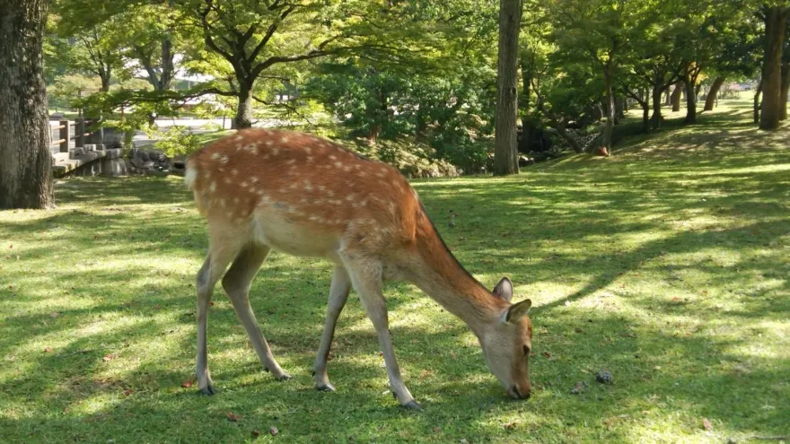 日本奈良的鹿身上有大量「 蜱蟲」！達人：摸鹿等於摸蜱蟲