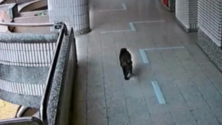 頑皮童跟蹤獼猴反被追殺！「背後抓出5傷」家長暴怒　校方：已請動保處誘捕「兇手」