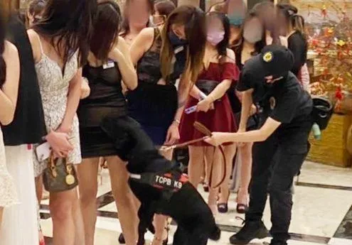 影/青春專案警犬鼻搗「三角禁區」！酒店小姐羞答答　揪出長腿妹是通緝犯