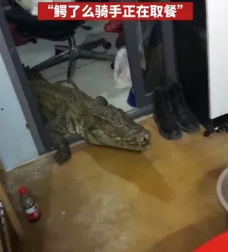 影/晚餐吃一半「4條腿巨型猛獸」突闖屋內　全家人嚇到跳上桌影片瘋傳