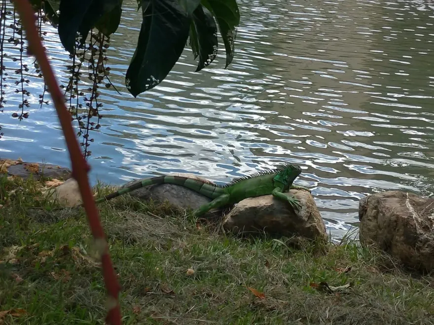 影/興大變「侏儸紀公園」！綠鬣蜥北上進攻台中　嘉義年抓5千隻