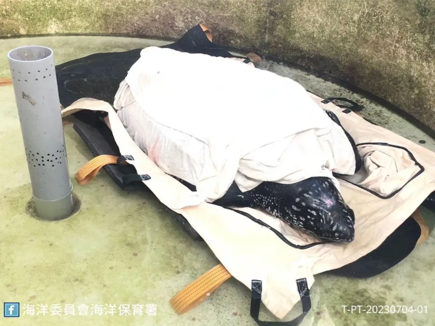 影/恆春萬里桐發現罕見革龜！身負重傷搶救仍告不治
