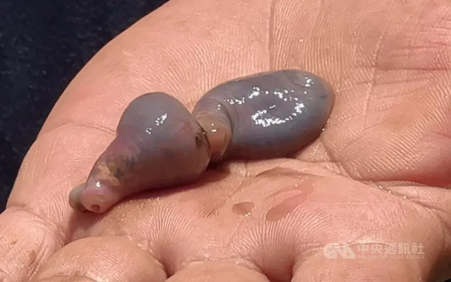 台東漁民切開魚腹！驚見「10元硬幣大」蠕動生物　學者：煮熟可吃