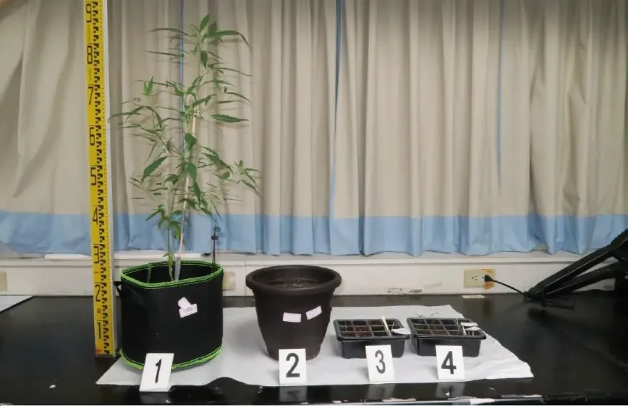 影/欠百萬卡債！台南男子異想天開　透天厝「種大麻」販售還債