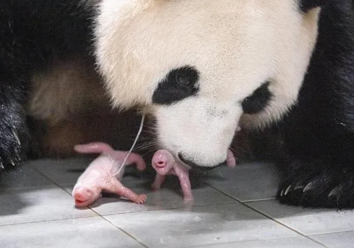 旅韓大貓熊「愛寶」又生了！自然受孕喜獲「雙胞胎」　福寶升格當姊姊