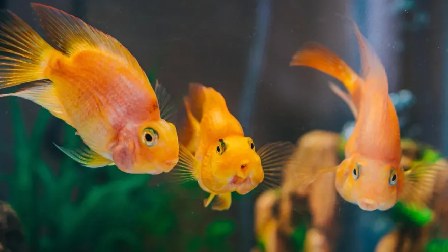 成大教授令學生將「活金魚打成汁」　體驗生命！全班崩潰大哭：心理創傷