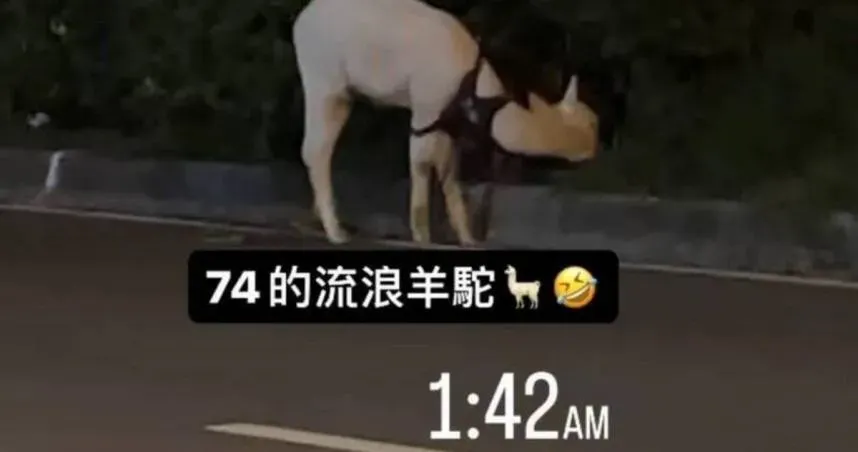 迷途羔「羊」逛大街！台中柏油路驚見「草泥馬」悠哉吃草　飼主卻找嘸人