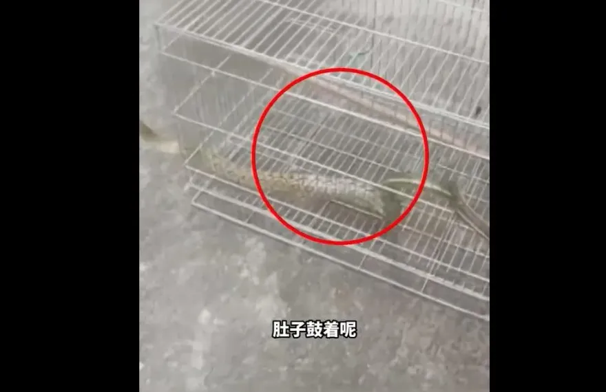 影/「貪食蛇」狂吞2隻鸚鵡　下場慘了！「肚子太大」被困鳥籠